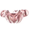 Centro De Mesa Decorativo Lyor Italy Purpura E Rose