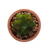 Cachepot De Concreto Com Suculenta Com Suporte Sortido